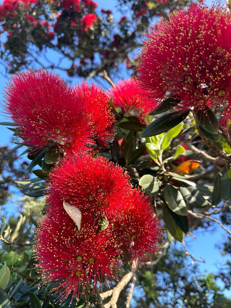 Glorious! #awesomeAuckland