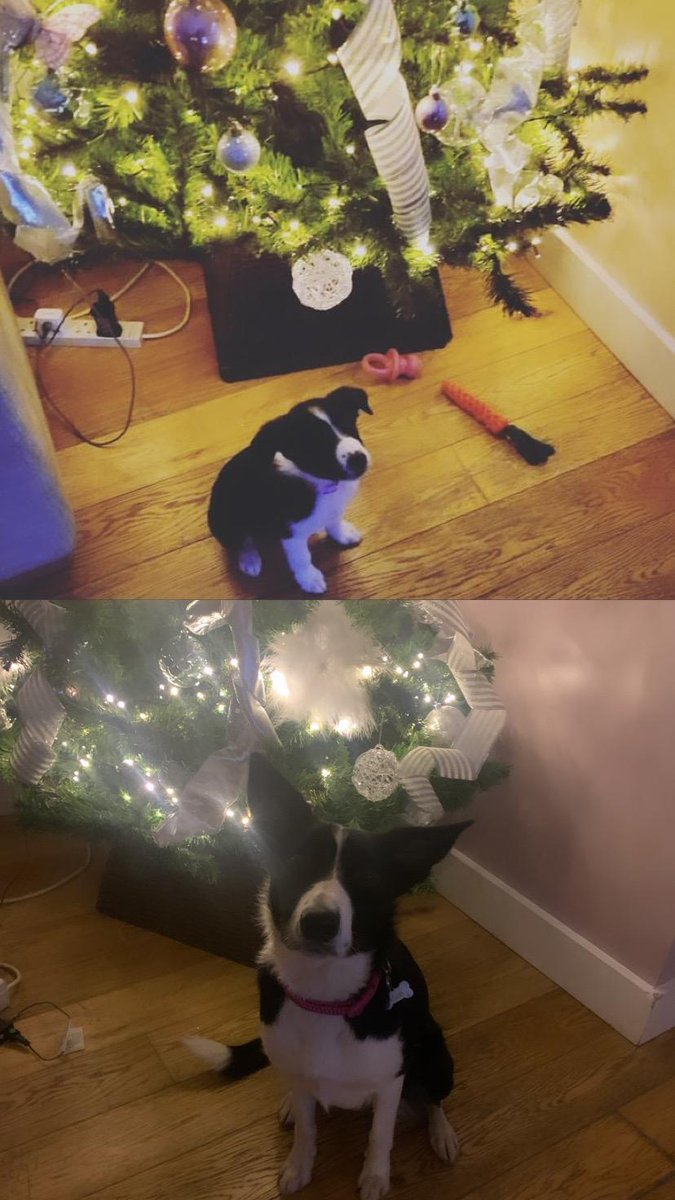 Misslucylou26's tweet photo. "Miss Mae " a whole year ago 😫 #bordercolliepup #bordercolliegirl #pleasedontgrowup #lovebordercollies #wearefun #wearecrazy #ThisIsUs #crazydogsontwitter #dogsoftwitter https://t.co/0ie94BiFab