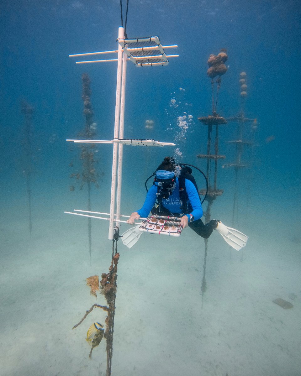 coralcrf's tweet image. 🌊 #FridayFieldUpdate: 🌿 Introducing fresh duckbills and moorings in our in-situ nurseries, planting 106 Coral Trees™ at our Carysfort nursery, and achieving an astounding 200 newly installed trees collectively in both our Carysfort and Tavernier nurseries! 💙