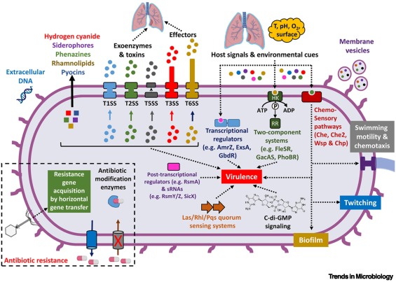 Microbe of the month: Pseudomonas aeruginosa dlvr.it/Sztxjm
