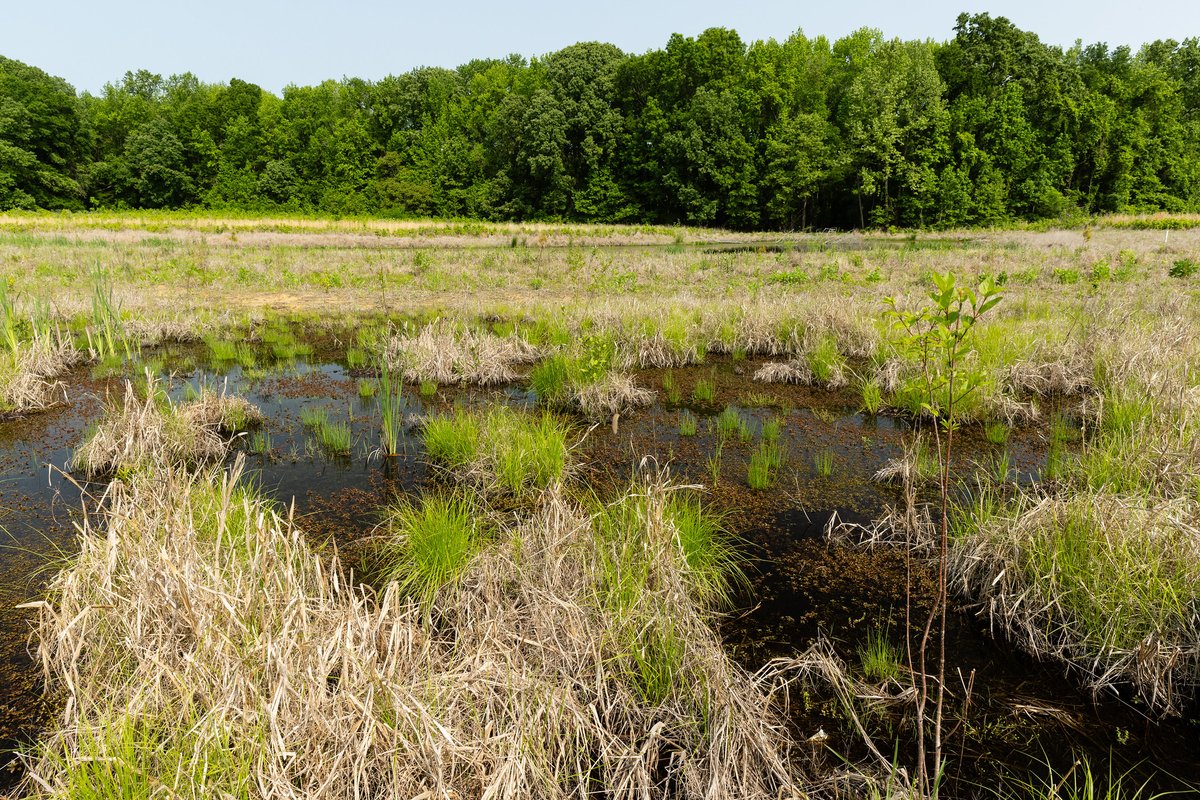 MWCOG's tweet photo. Tomorrow marks 40 years that the Chesapeake Bay Program has brought together a wide array of partners to work together on protecting the Bay and its watershed. Happy birthday Chesapeake Bay Program! #CBP40 https://t.co/PHD4XEbyKA