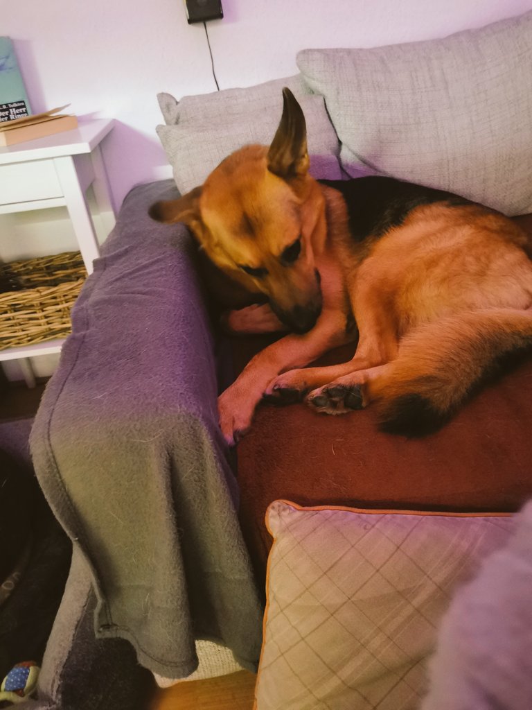 Paco_Bealy_Jane's tweet photo. Wir haben schon wieder ne Hausgast.. Die Herrchen sind auf nen Konzert. Glaub #KleinHugo zieht hier ein. Er findet es toll 😁
#PacoBealyundJane #Hugositting https://t.co/JLrTblF2mj