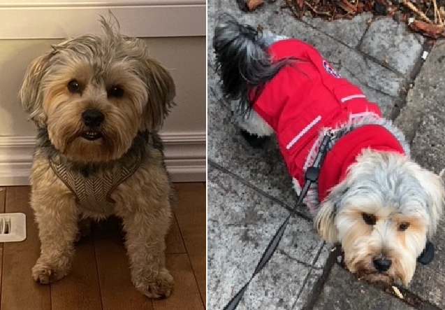 TPSOperations's tweet photo. STOLEN DOG:
Station Rd &amp; Stanley Ave 
-a dog by the name of Juju was stolen during a break and enter on Dec 6 
- the dog is a 3 year old yorkie mix with a curly tail
- anyone who has seen this dog, or anyone with information, contact police 416-808-2222
#GO2811354
^se https://t.co/ZEkYQBMeSc