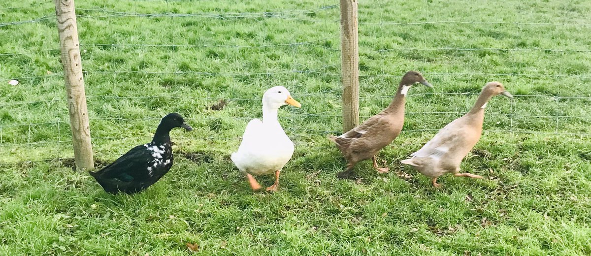 #wlpswestbury Shearwater Farm - free ranging goats 🐐 introducing our new ducks Midnight Jemima Fudge Brownie Magic
Time outdoors offers our children amazing opportunities to grow and learn #wearewlpswestbury #thrivingtogether
@PalladianTrust @ThriveApproach @BBCCountryfile