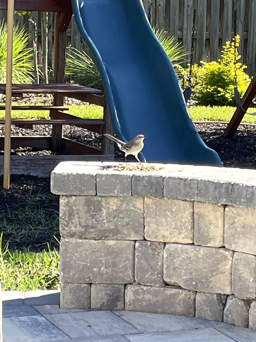 #Mockingbird on the bench in the #backyard #BirdsOfTwitter #NortheastFlorida