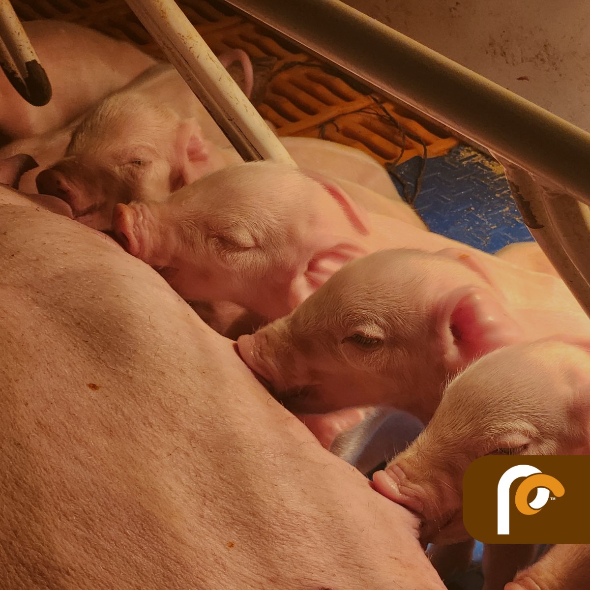 PigEasyLLC's tweet photo. When we provide the fundamentals to our sow herd (the right feed, enough water, and clean air), our reward is a healthy litter of pigs ready for the next stage in their life cycle. 

The PigEasy solution » https://t.co/b1GILmeQX4

#pigeasy #easyisbetter https://t.co/k8xjBXQ8eM