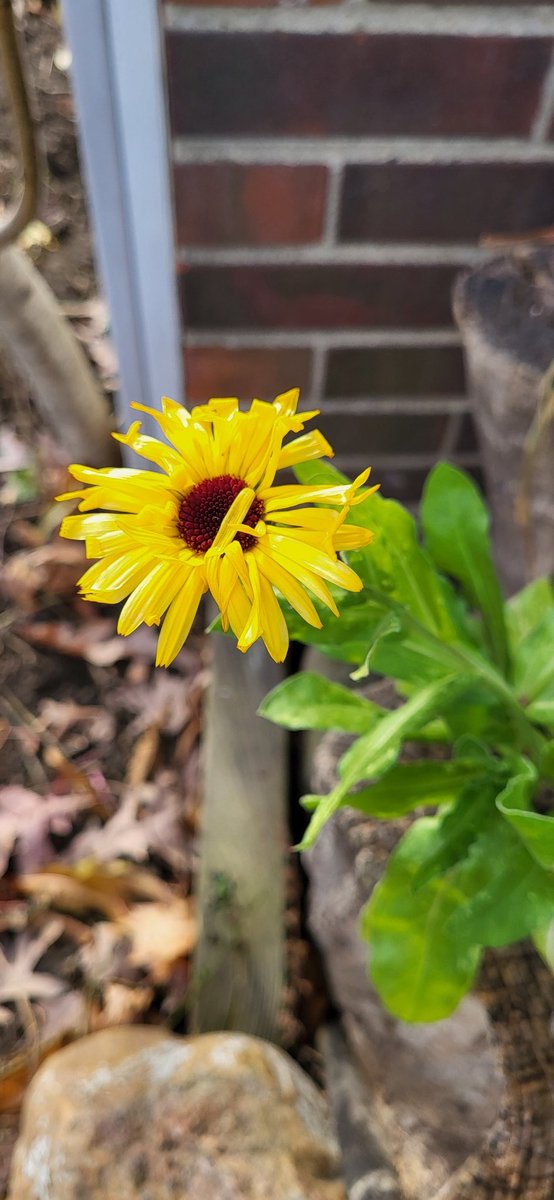 VesnaBaric's tweet photo. Last bloom of 2023  #gardening #flowerphotography https://t.co/SkUgjFpaDP
