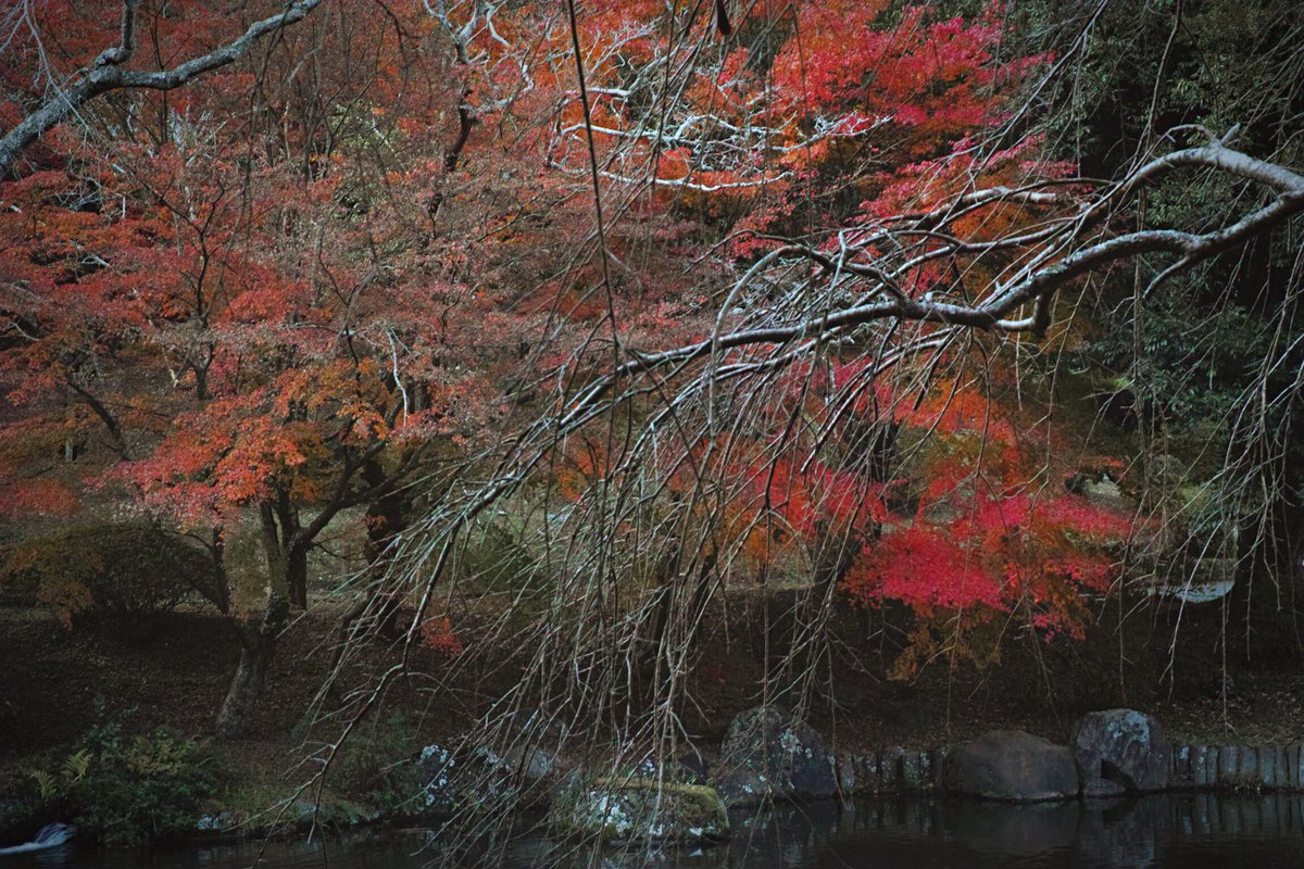 DWachi_JPN's tweet image. 千葉じゃまだまだ紅葉タイム！

#gettyimage #fall
