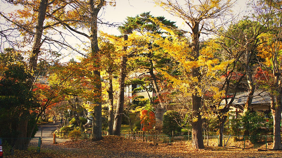 DWachi_JPN's tweet image. 千葉じゃまだまだ紅葉タイム！

#gettyimage #fall