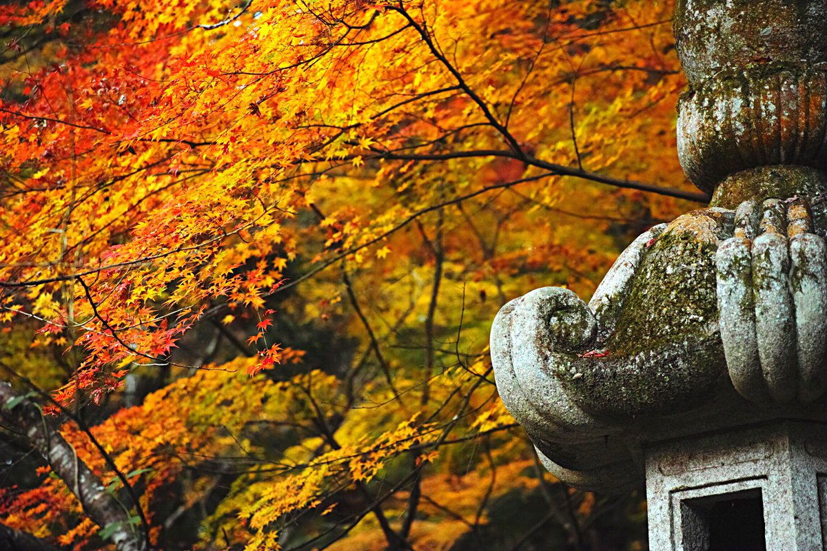 DWachi_JPN's tweet image. 千葉じゃまだまだ紅葉タイム！

#gettyimage #fall