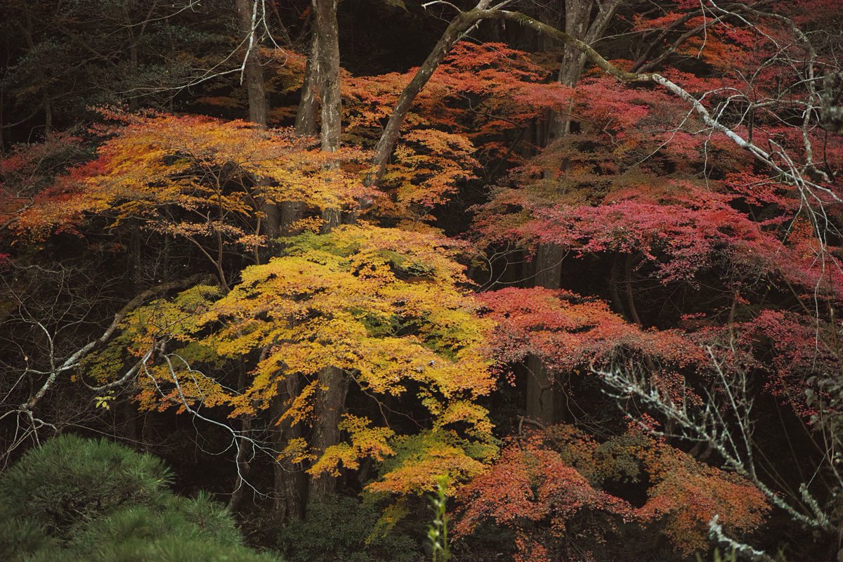 DWachi_JPN's tweet image. 千葉じゃまだまだ紅葉タイム！

#gettyimage #fall