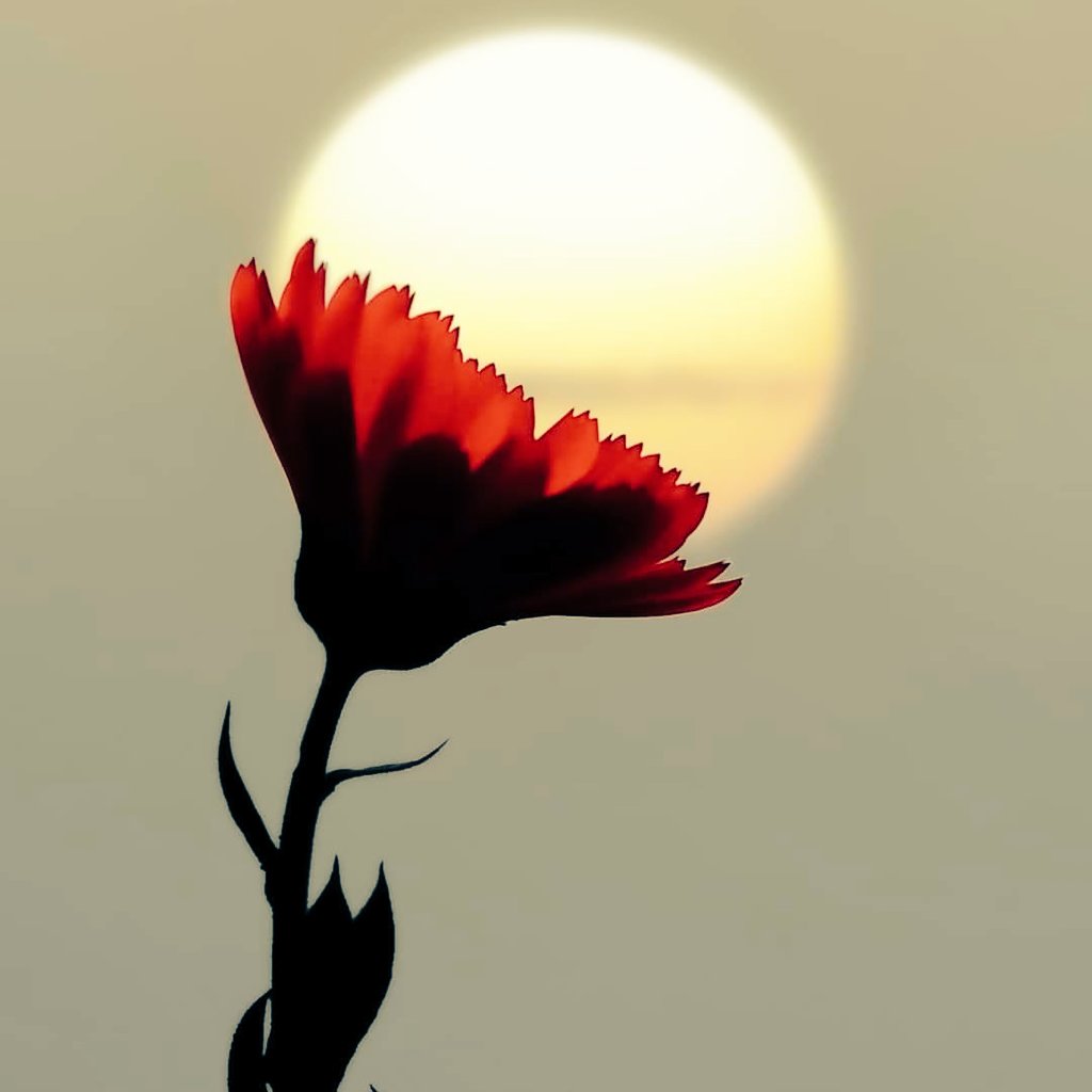 #صورة_ملف_شخصي_جديدة