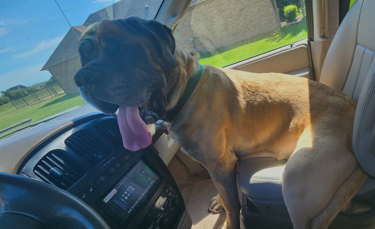 ChuggieKieser's tweet image. 🚨Urgent #LostDog #DecaturTX🚨
Our #MissingPet  Snappy was lost on highway 380 near #VictoryChurch in #Decatur after a terrible car accident.  He was spotted near Ash and Trenchard, with wounds. Please repost to help bring Snappy home. 214-205-1624 charles@mountainviewbuffalo.com