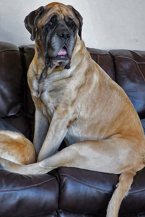 ChuggieKieser's tweet image. 🚨Urgent #LostDog #DecaturTX🚨
Our #MissingPet  Snappy was lost on highway 380 near #VictoryChurch in #Decatur after a terrible car accident.  He was spotted near Ash and Trenchard, with wounds. Please repost to help bring Snappy home. 214-205-1624 charles@mountainviewbuffalo.com