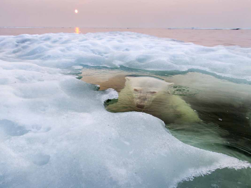 A Polar Bear stalks photographer Paul Souders from under the ice.