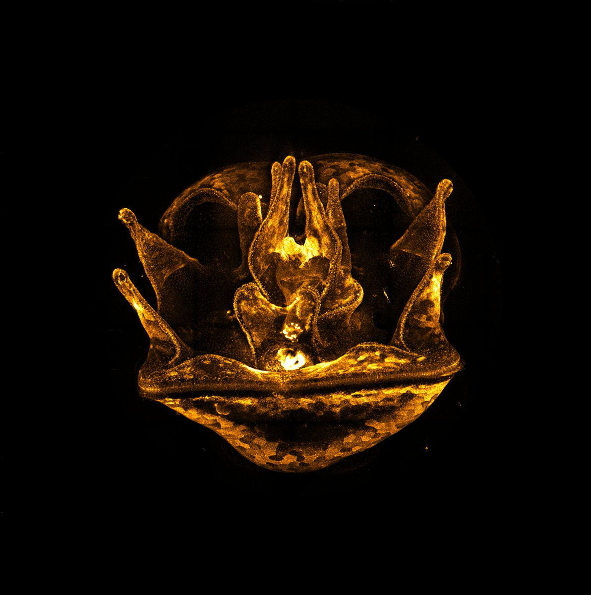 #FluorescenceFriday 
Look at this sea urchin larva! 

21 day old Lytechinus pictus stained with CellMask membrane dye