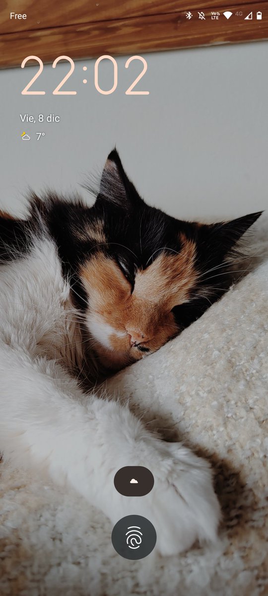 delfibandiera's tweet photo. La mejor decisión que tomé en estos días fue poner a mis mascotas durmiendo de fondo de pantalla y bloqueo. Cada vez que agarro el celu me cuelgo mirándolos, recomiendo 100% https://t.co/VYx348wQXf