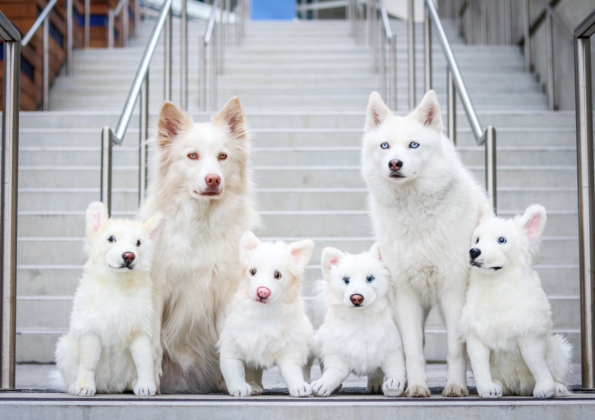 WHO’s WHO?!? 😱🐶
Can y’all spot the impersonators?! #puppies #canadianbros #cuteboys