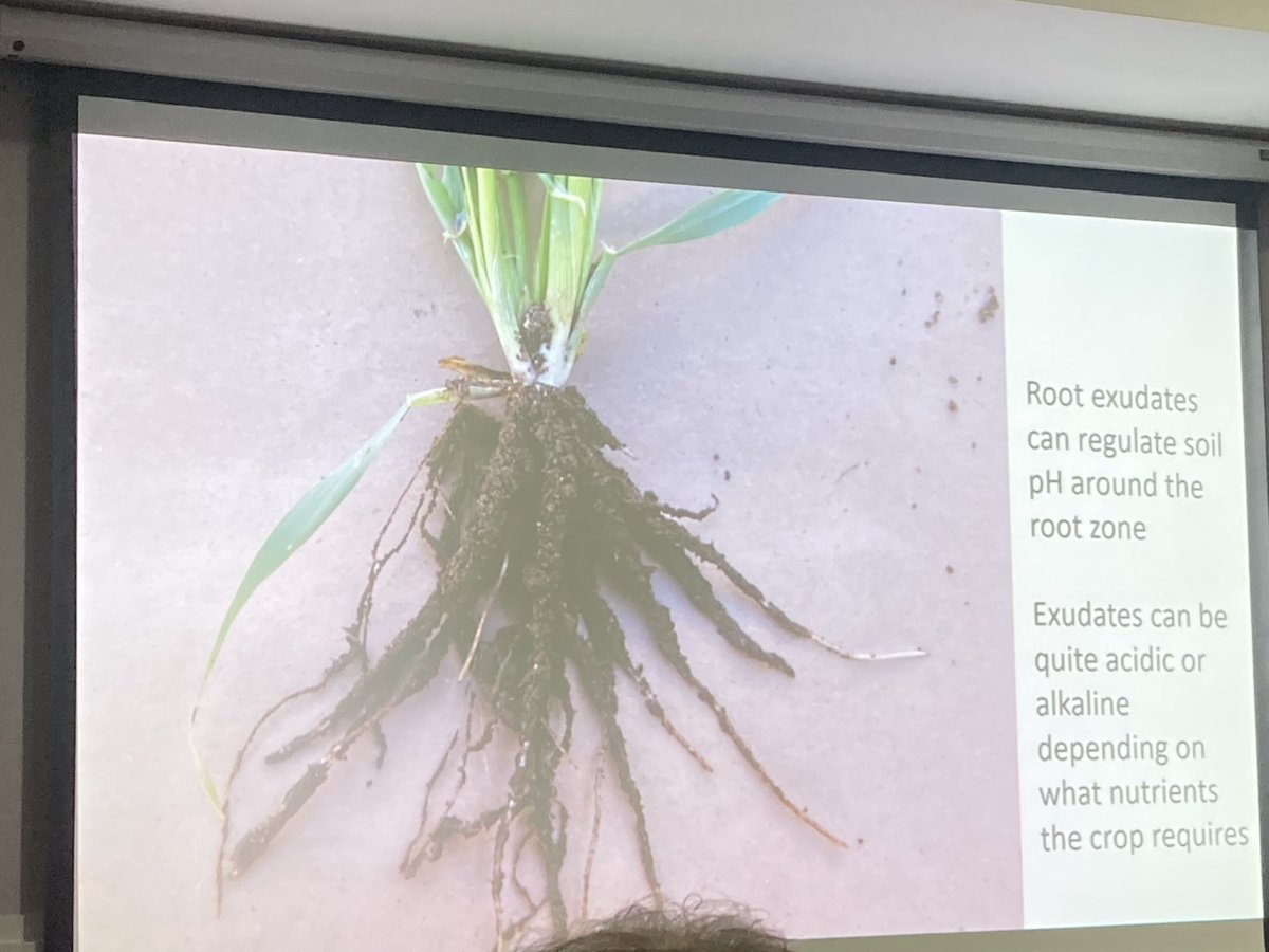 Great @BaseIreland meeting today with @lesdwyer the power of fungi in retaining nutrients in soil and microbes can change ph around the roots to suit different nutrient uptake 👇, don’t underestimate the power of biology in soil and benefits for farmers .