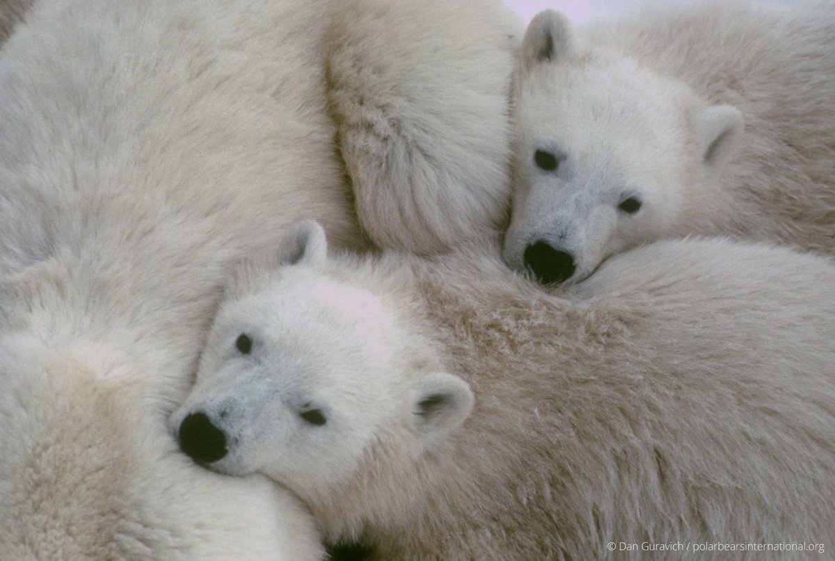 Polar Bear Dens Are Hard for Humans to See, but Drone-Mounted Radar Can  Help