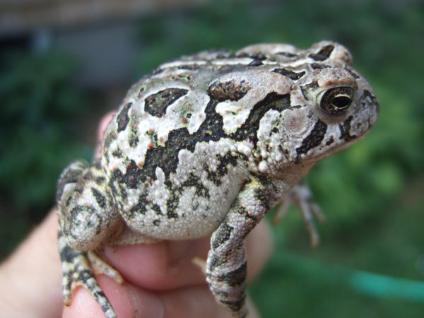 DebHarkness's tweet photo. Continuing the 26 HoliDAYS of clues about what’s in Book 5 of the All Souls Series —and in homage to Edward Gorey’s Gashlycrumb Tinies.
J is for Julie who once kissed a toad.
Photo: @REPTILESMag
#TBBO #TheBlackBirdOracle #26DaysofHoliDAYS https://t.co/4LSPB28rtw