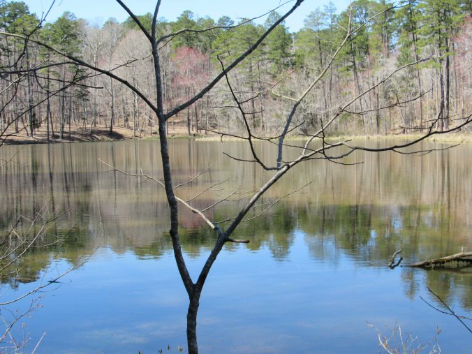 ElliottBlackwe3's tweet image. Beauty is not an escape, it's an embrace. It allows one to be present just like a breath.