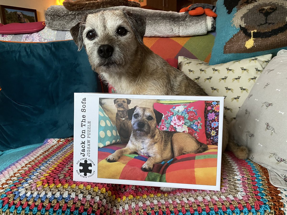 A fur-bulous jigsaw 🧩 available from @BTWelfare so purchasing this goes towards benefiting so many more #borderterriers just like Jack ❤️ 

#JackadayforDID and Advent 
#DID x