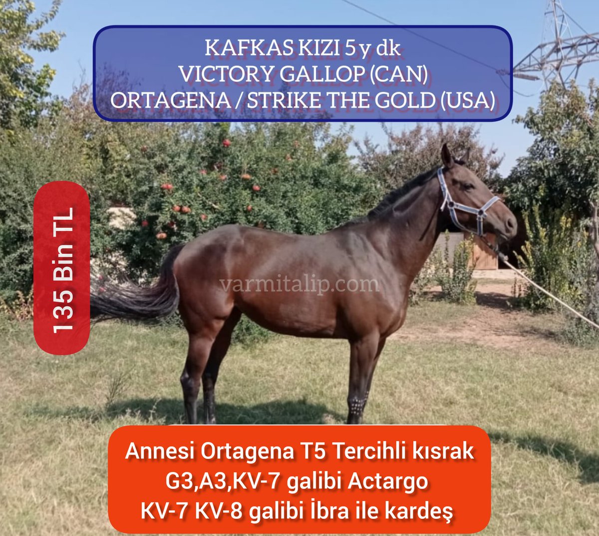 varmitalip.com.tr/index.php?rout… #VictoryGallop kızı 5 yş.yeni damızlık KAFKAS KIZI anne T5 #TercihliKısrak #Ortagena #varmitalip 📢#SatilikTaylar,#SatilikGebeKisraklar,#horse #breeding #farm #mareandfoal
#Thoroughbreds 
#yearling #stallion #stud
 ☎️05362458068  @AtcilikKtp @MetinMfg