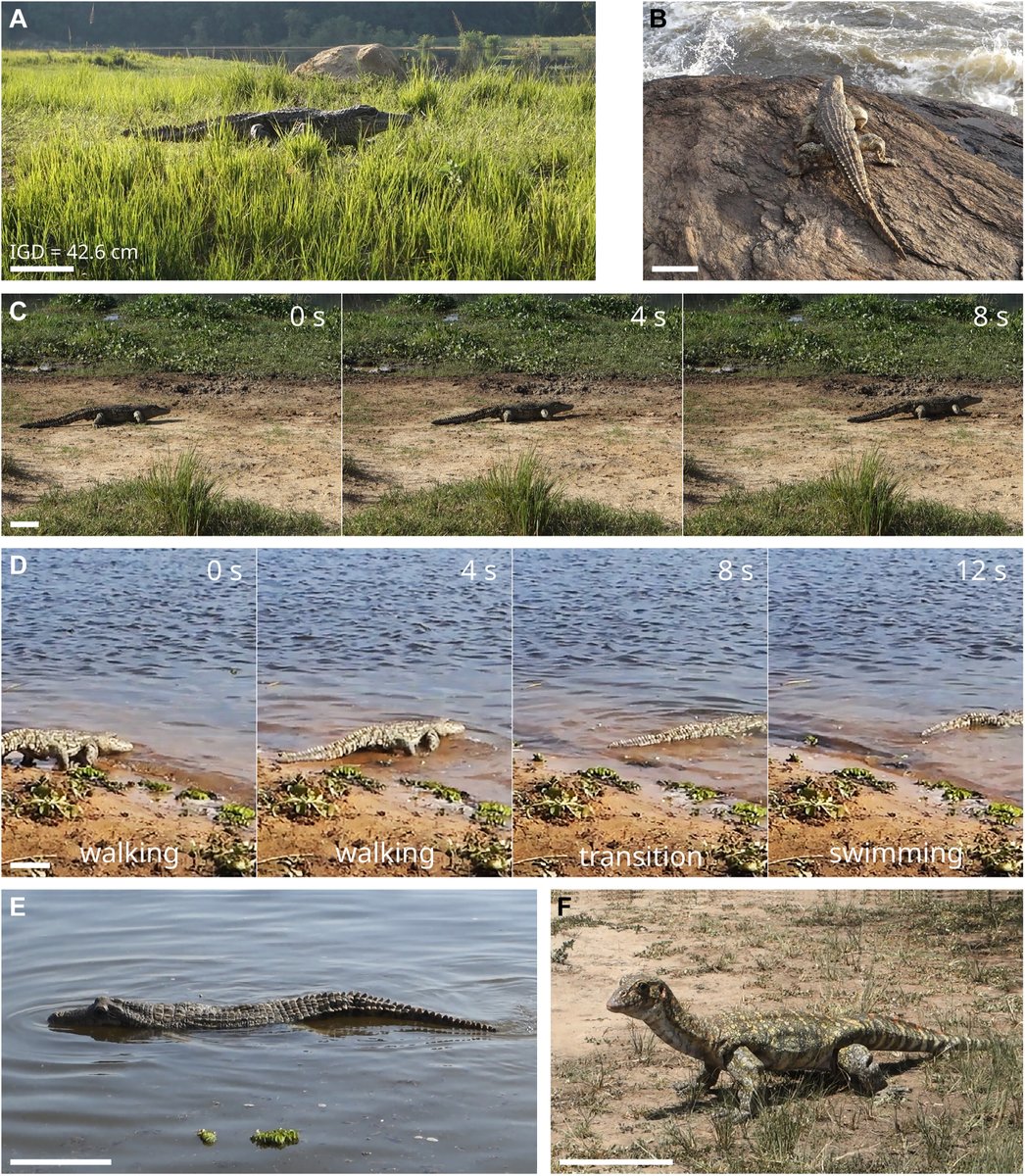 A new Research Resource presents two reptile-mimicking #robots that inconspicuously gathered footage for the @BBCOne Spy in the Wild documentary of competitive animal relationships in the Nile River in Uganda. Read more in Science #Robotics: scim.ag/57H