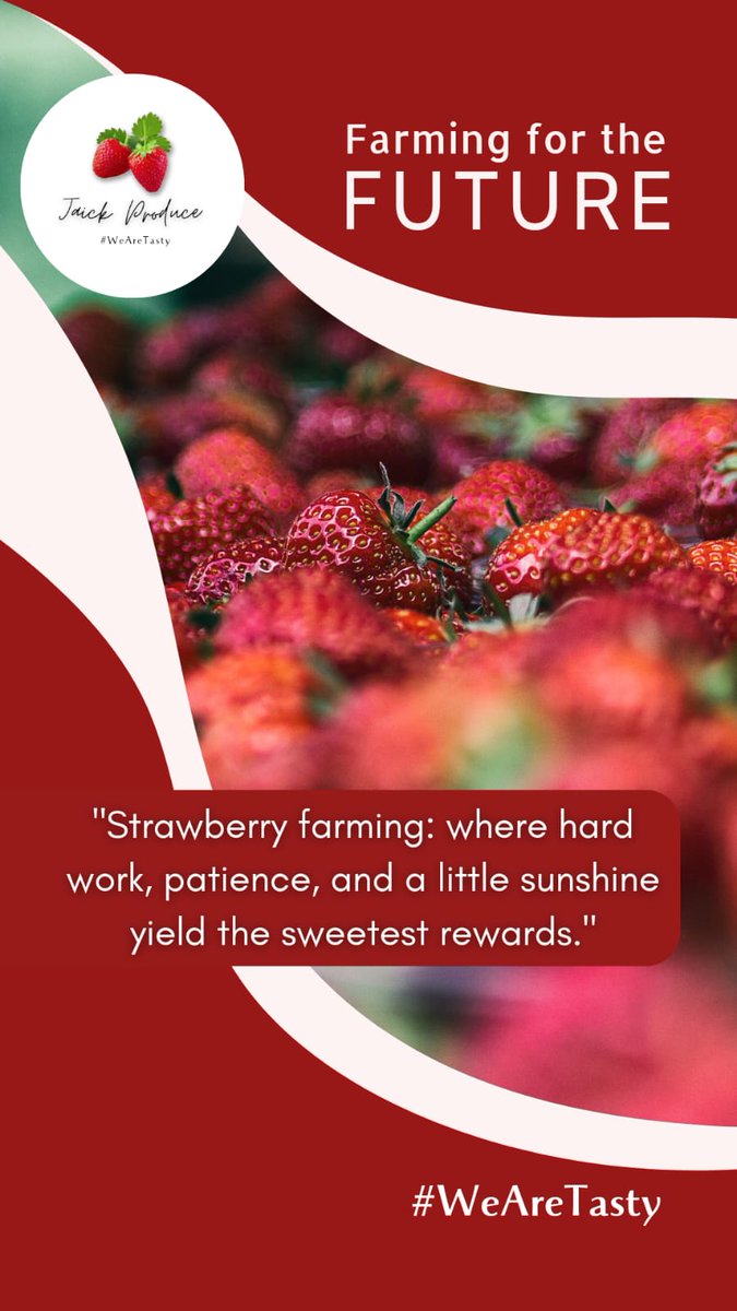 StrawberriesSh2's tweet photo. Strawberry Contract Farming. 

call us on 0723146885

#WeAreTasty
🌱🍓 https://t.co/MdoeXKaJ8s
