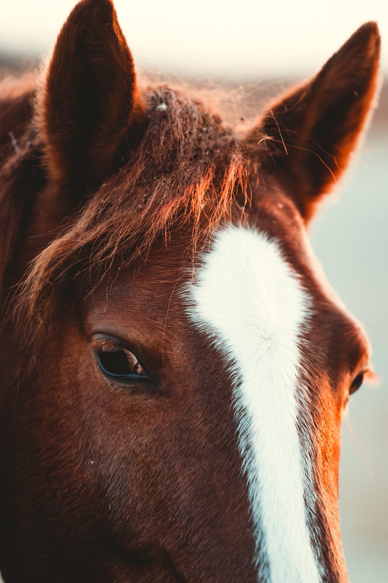 gonna start posting more of my work starting with these golden hour wild horseys 🌅