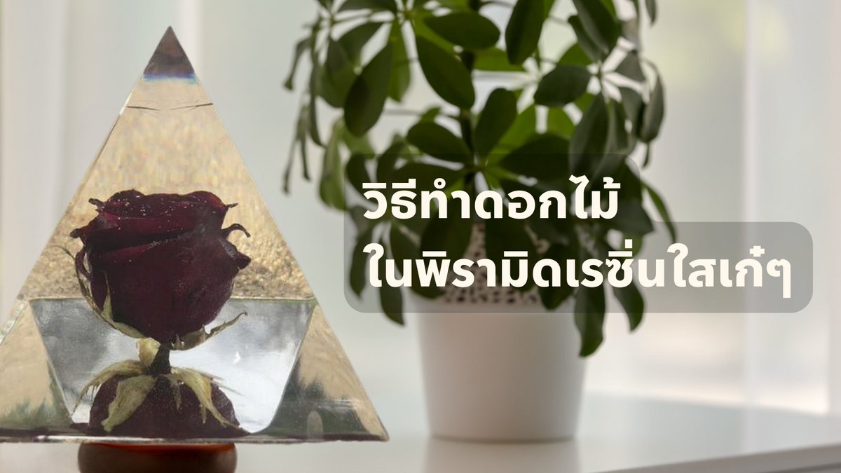 ResinSj's tweet photo. วันนี้มีวิธีการทำชิ้นงาน เรซิ่นใสเก๋ ๆ อย่าง ดอกกุหลาบในพีรามิด ของขวัญแทนใจ ที่ไม่มีวันโรยรา มาฝากกัน ทำง่ายๆ แค่ 3 ขั้นตอน ตามไปอ่านบทความดีๆกันได้เลย

อ่านบทความได้ที่  https://t.co/GjvYFSJnAt...
ช่องทางการติดต่อ
Website : https://t.co/82ELaSZjdI
LINE : https://t.co/UAVgkkeOsw https://t.co/3DPETTKcP7