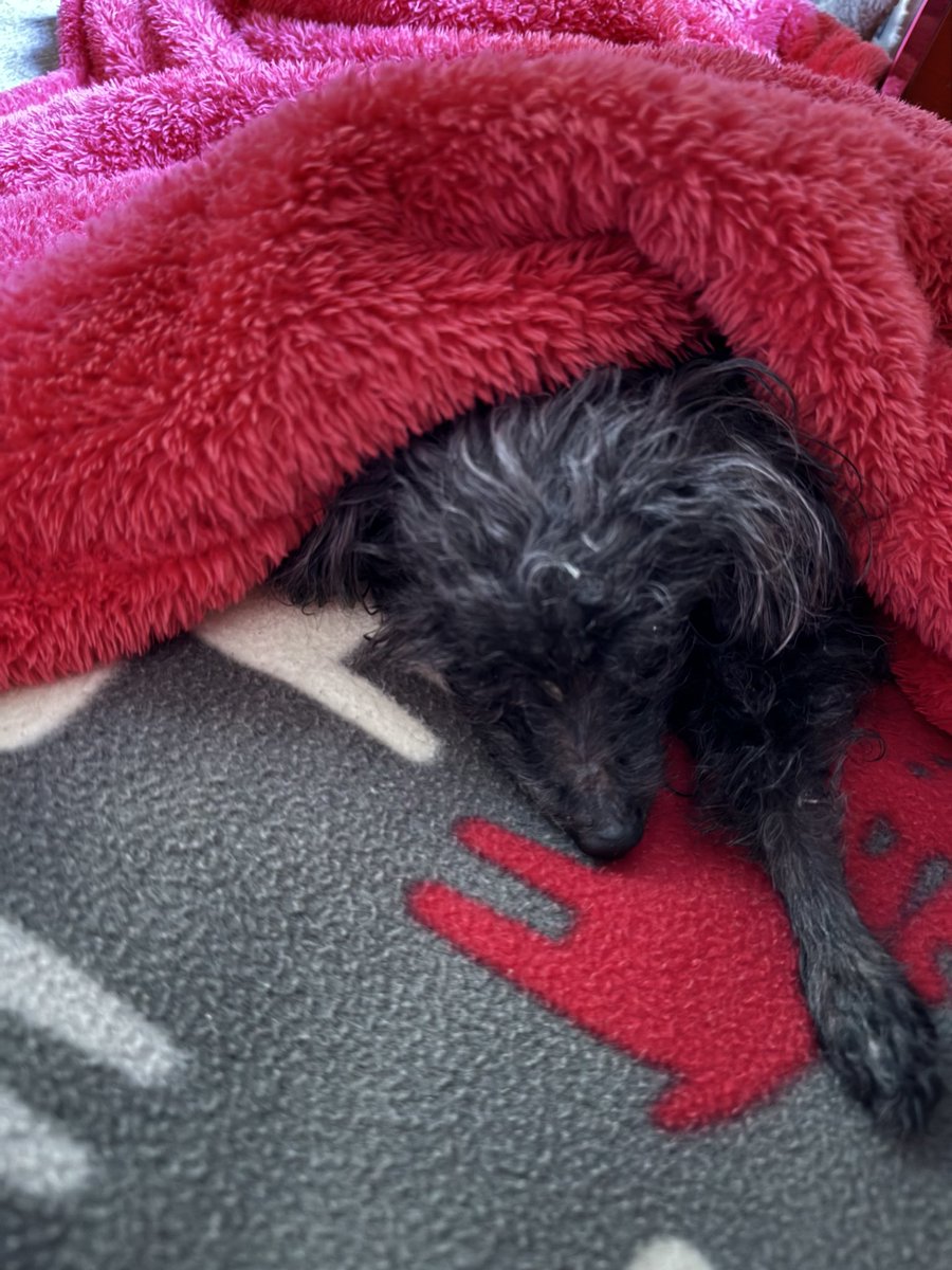 おはようございます☀ 
今朝は食べないモーラ
深夜2時前にフリーズドライササミスナックを結構食べたからかな
ぐっすり眠っているから起きたらまたあげてみよう🍚

2023/12/9

#秘密結社老犬倶楽部 #シニア犬 #トイプードル #腎臓病 #僧帽弁閉鎖不全症