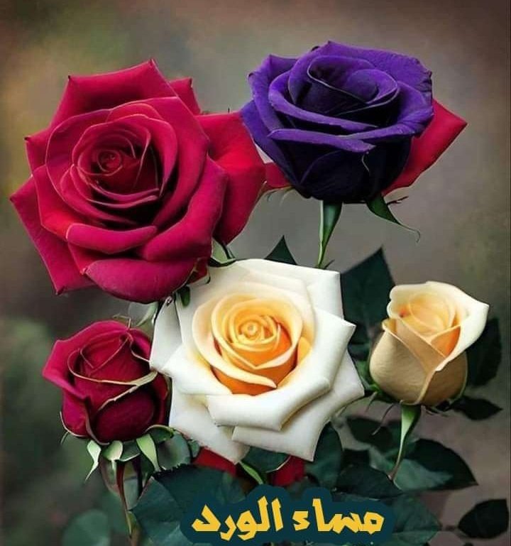 faaraj11's tweet photo. ما اجمل الصباح ومرورك 
يفرحو
حلاوة عيونك دوى ...
ما بيجرحو
كل الحروف الموثره لها ممحاة
الا حروفك نابضه ما 
بينمحو
#صبآحآت_البرد https://t.co/VBi4w7ufhP