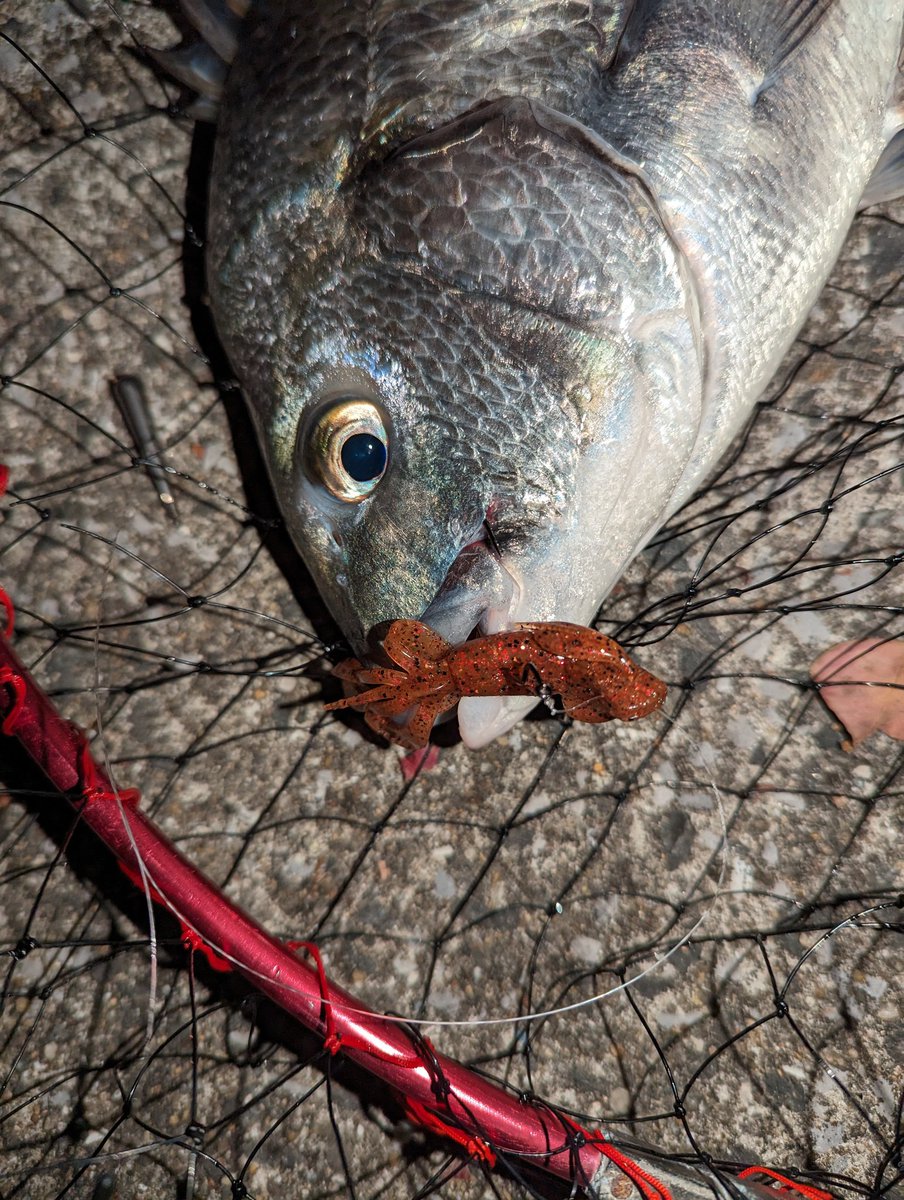 oni03's tweet image. そう言えば・・・まだ、キビレを釣っていません。キビレが出そうなエリアは遊覧船から発する大音量の音楽や歌でチニングは厳しい感じです。何故かシーバスは関係なく釣れます。遊覧船のいない時間に潮が合えば釣行してみます♪