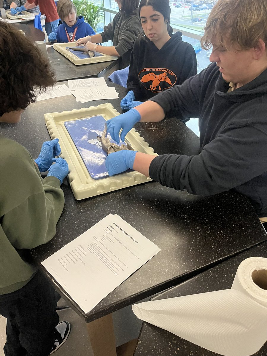 MissVarner15's tweet photo. Successful shark dissections for Shark Weeks🦈 #ourbmsa #acceleratedterm https://t.co/86wfFaRDUL