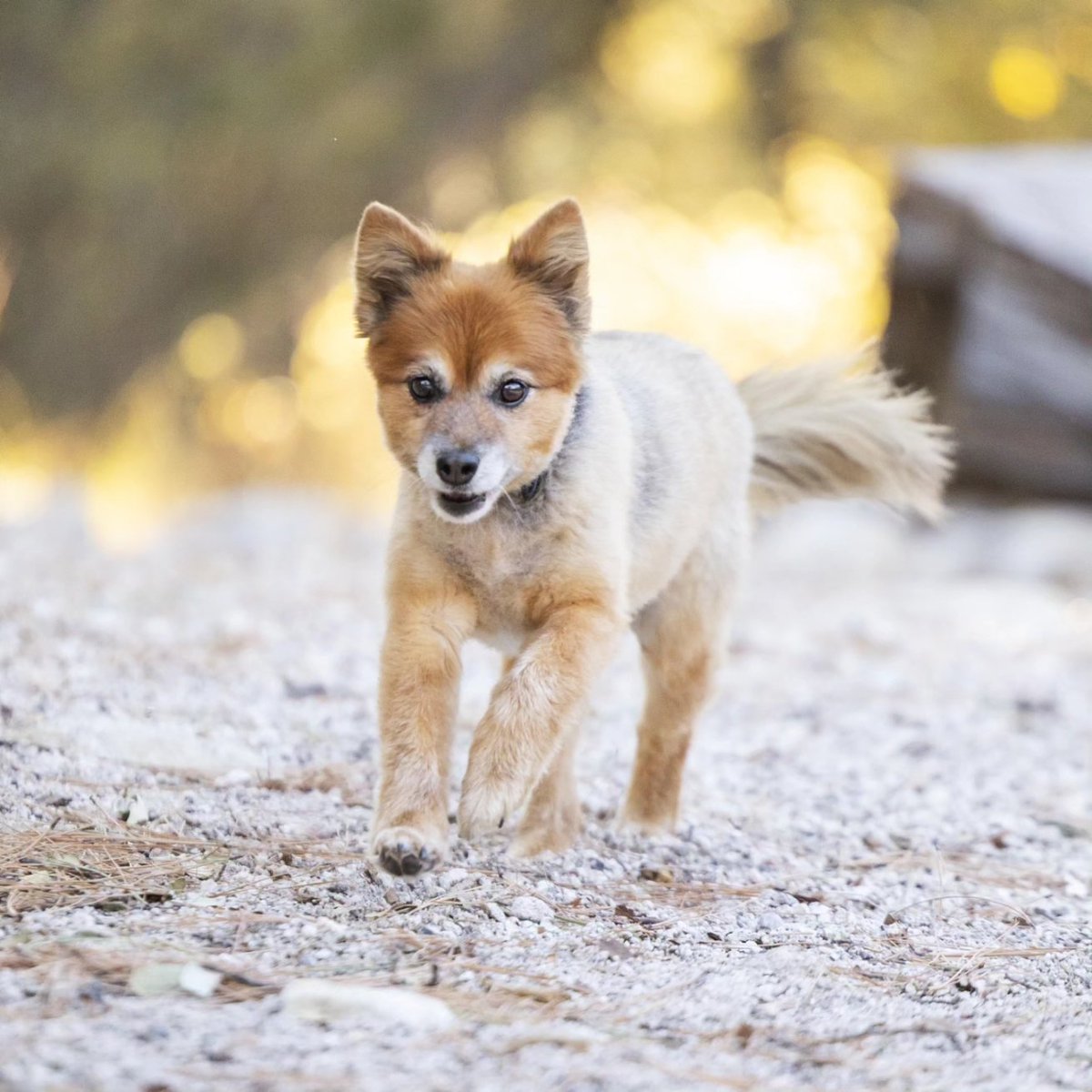 them2dogs's tweet photo. Day 2: Zoomies 💨
Motivation provided by treats! #dogswhotravel #mountlemmon #dogsoftwitter #dogsiblings #dogsofx https://t.co/zTXecpS12M
