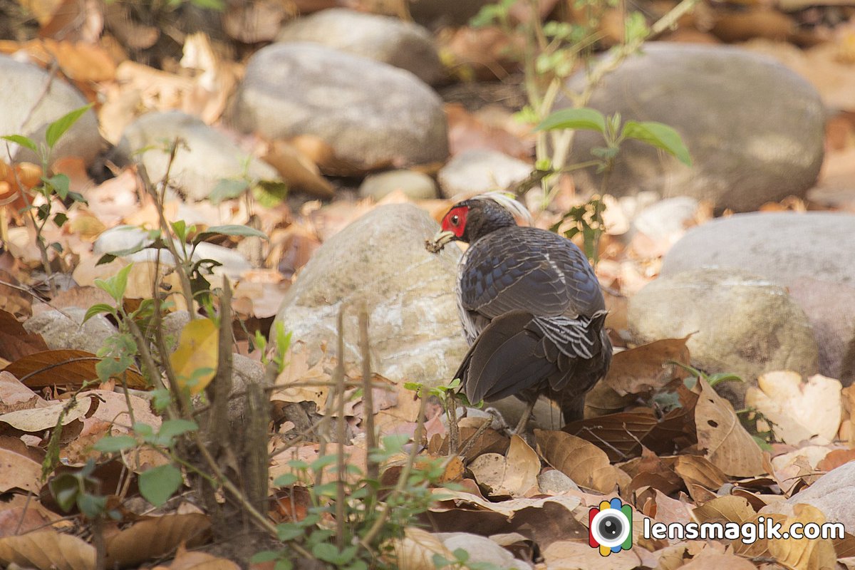 np_photographer's tweet image. Kalij Pheasant bit.ly/KalijPheasant Pheasant bird #kalijpheasant #pheasantbird #kaleejpheasant #aboutkalijpheasant #gamebird #largeflyingbird #typesofpheasant #corbettnationalpark #birdsofIndia #birdsoftwitter #birdphotography #birdwatching
