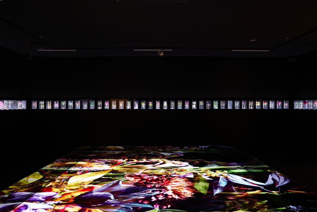 azumamakoto's tweet photo. “A Chaotic Garden”
in NGV @ngvmelbourne  Triennial

Date: 3 Dec, 2023 - 7 Apr, 2024
Location: Melbourne, Australia 
Come and explore!

#azumamakoto
#amkk
#東信花樹研究所
#NGV
#NGVtriennial
#Melbourne
#blockflowers
#droptime https://t.co/V1qCA3wwQs