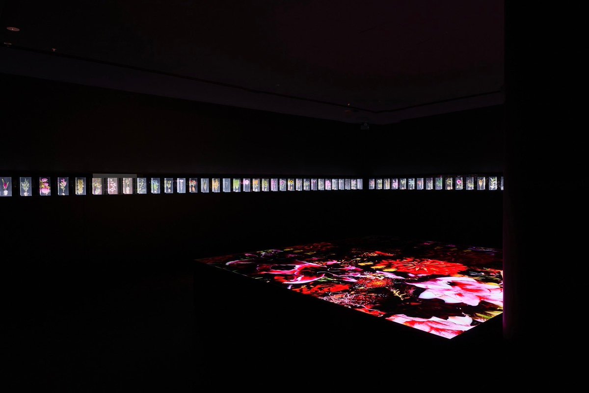 azumamakoto's tweet photo. “A Chaotic Garden”
in NGV @ngvmelbourne  Triennial

Date: 3 Dec, 2023 - 7 Apr, 2024
Location: Melbourne, Australia 
Come and explore!

#azumamakoto
#amkk
#東信花樹研究所
#NGV
#NGVtriennial
#Melbourne
#blockflowers
#droptime https://t.co/V1qCA3wwQs