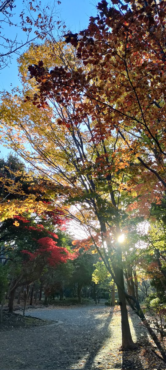 champ252525's tweet photo. 湘南も紅葉がきれいになってきました。
朝のウォーキングがとても癒やされるひとときです🍁
#湘南 #ウォーキング #紅葉見頃 #紅葉ピーク https://t.co/ohOoGbC6ux