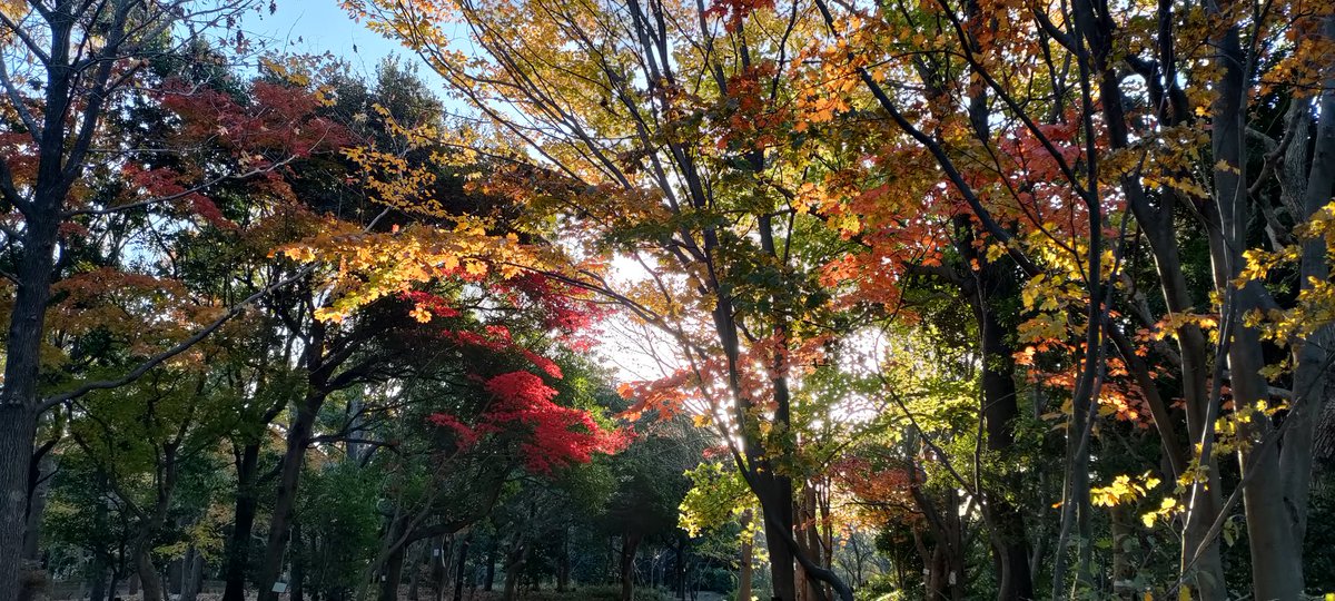 champ252525's tweet photo. 湘南も紅葉がきれいになってきました。
朝のウォーキングがとても癒やされるひとときです🍁
#湘南 #ウォーキング #紅葉見頃 #紅葉ピーク https://t.co/ohOoGbC6ux