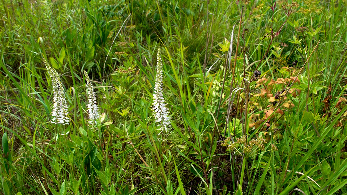 Well-placed prairie strips are powerful tools for soaking up excess soil nutrients and helping stop erosion (and we think they look pretty nice, too😁). Learn all about the benefits of prairie strips here ⬇ iaagwater.org/prairie-strips…