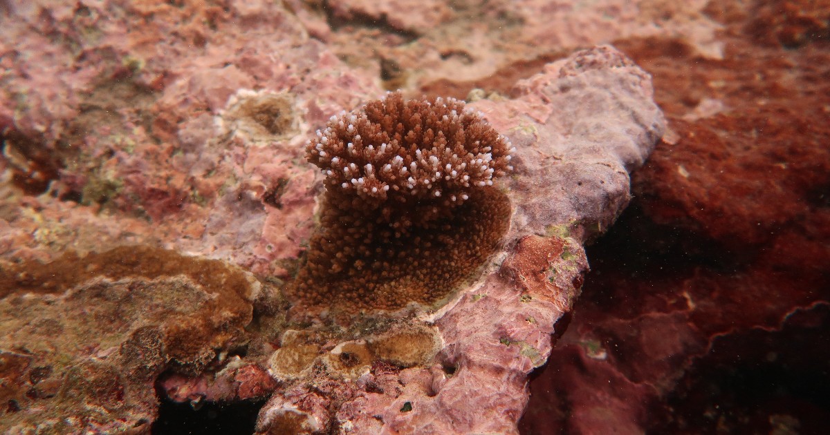 To support coral reef health, NOAA scientists are working to identify which reefs have the most baby corals and why some reefs have more than others. Take a look at some of the baby corals found on surveys around the Pacific! @NOAACoral #CoralsWeek fisheries.noaa.gov/resource/peer-…