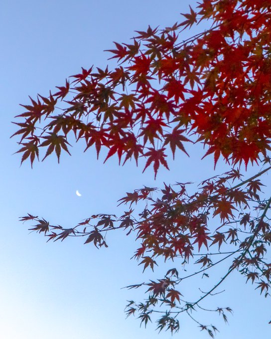 「秋 風景」のTwitter画像/イラスト(新着)