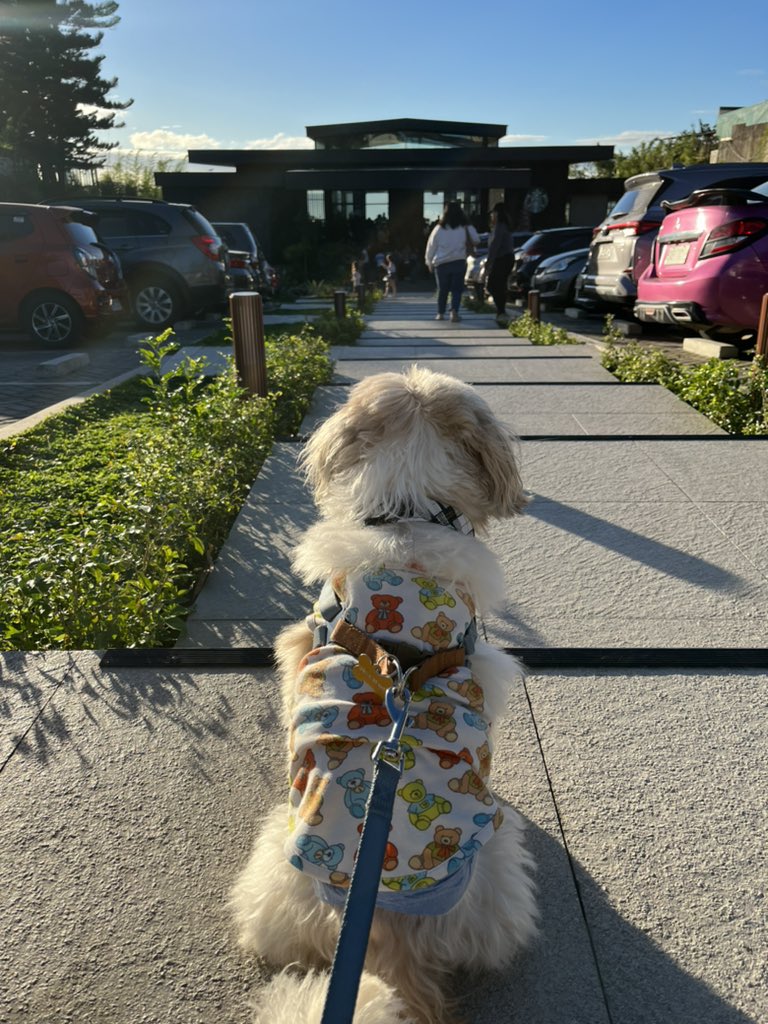 Early breeze