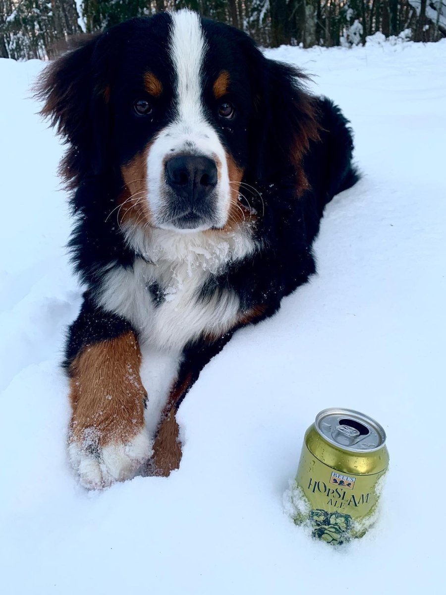 Michiganders know, fresh snow is nature’s cooler of choice. 👌 Fluffy fan Oscar shows us how it’s done. 🥶🍺 📸: elsieandoscar_adventures on IG