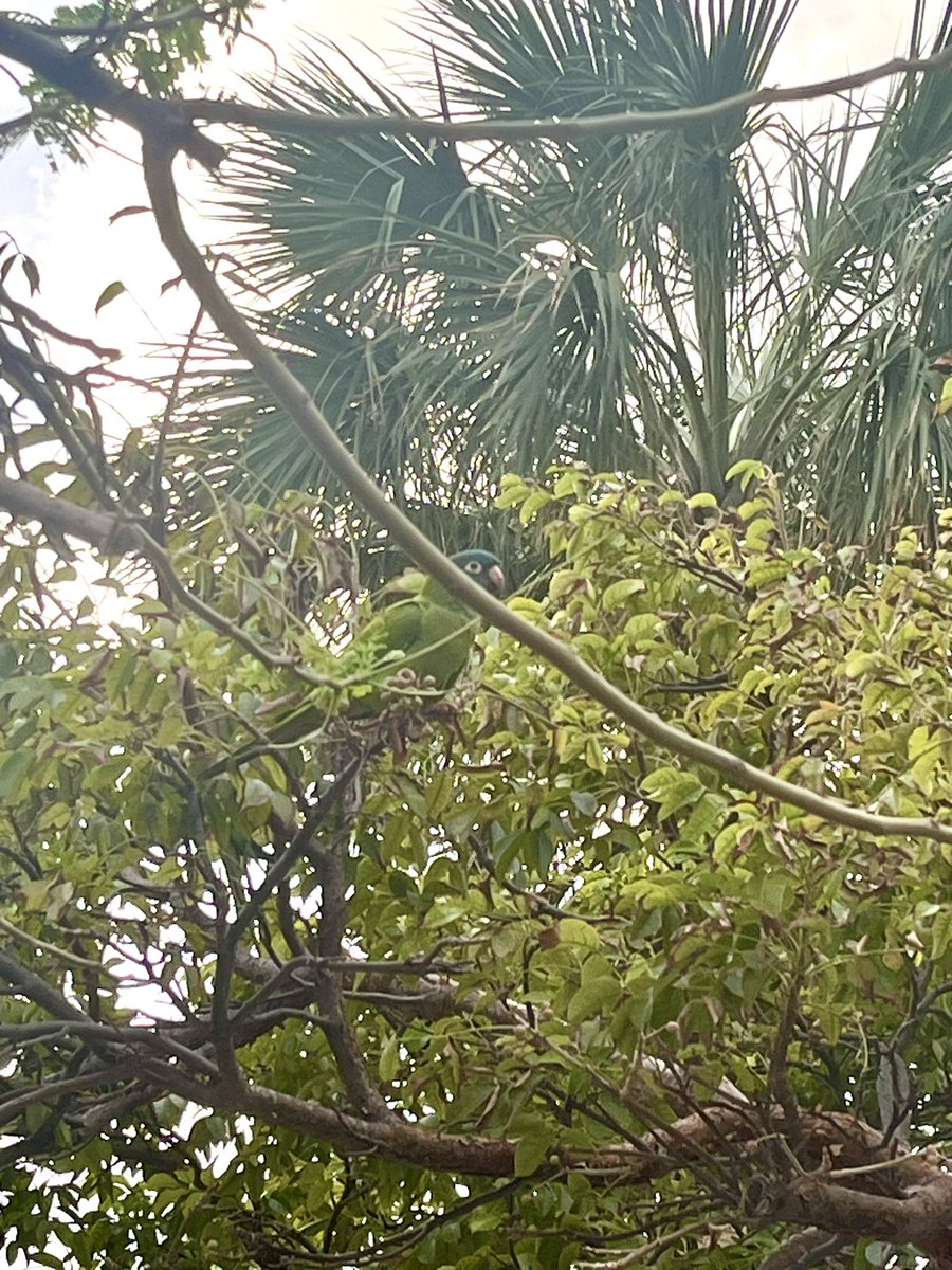A well camouflaged #greenparrot