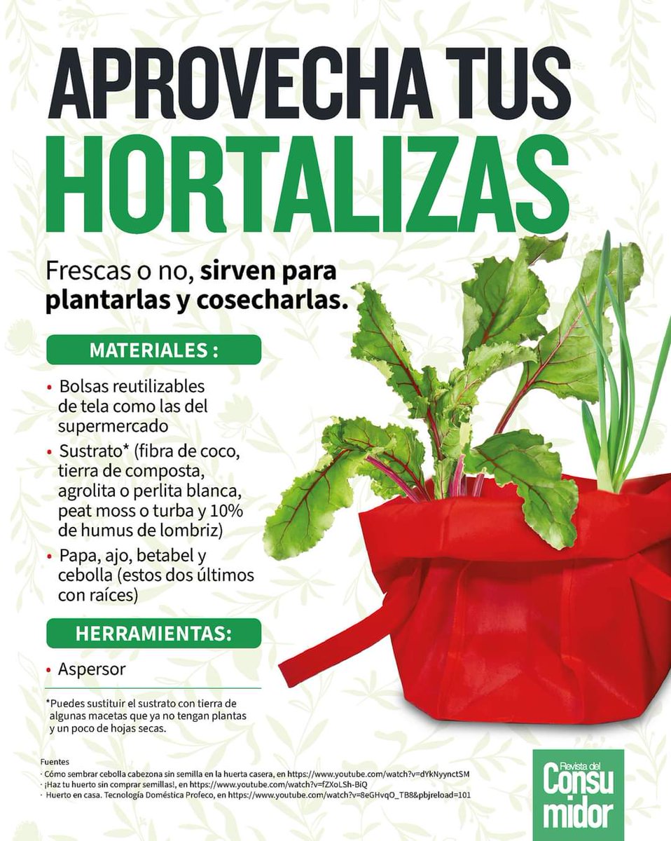 RdelConsumidor's tweet photo. 🌱🥔 Iniciar tu propio huerto en casa es más fácil de lo que imaginas, solo necesitas bolsas reutilizables, sustrato y hortalizas como la papa, el betabel o la cebolla. 

👉 Aquí te decimos cómo, sigue estos pasos y #HazloTúMismo. https://t.co/aM4JfI3Xeh