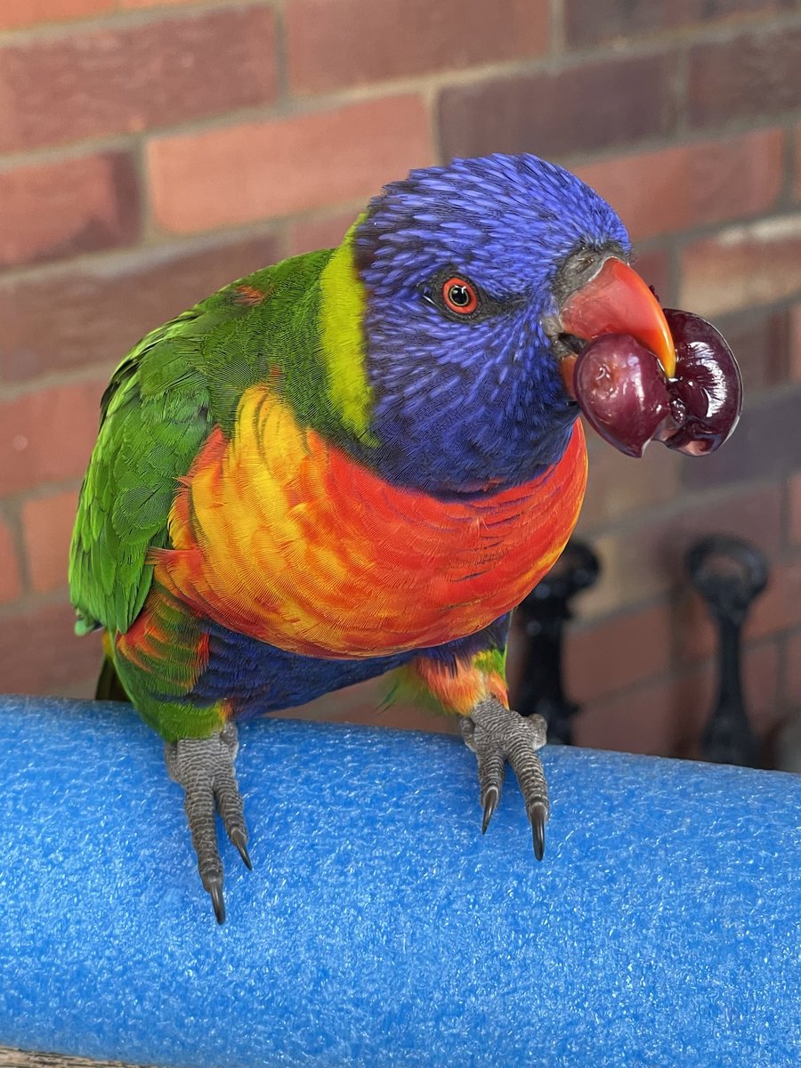 Quite a lot of this action at the #BalconyLorikeetRestaurant Hatches battened down against the heat, occasional forays to the balcony to top up ice in the ‘birdbath’ & drinking bowls for sheltering patrons Whole place’ll need a scrub down when they leave tonight 🙄😂🙄